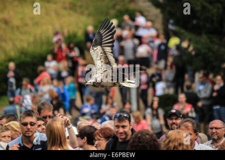 Bird Of Prey Flys/Swoops niedrig über Zuschauer betrachten die Warwick Castle Falknerei zeigen. Stockfoto