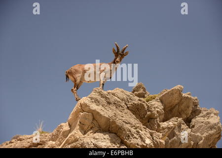 Bergziege in der Sierra de Grazalema Naturpark, Spanien. Stockfoto