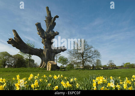 Frühling Foto des toten Baum mit Narzissen wachsen im Vordergrund. Stockfoto