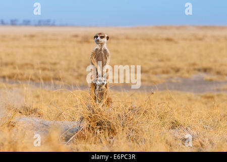 Suricate Erdmännchen (Suricata Suricatta) ein Erwachsener ein Welpe auf Hügel mit Blick auf Raubfische stehen. Makgadikgadi Pfanne, Botswana Stockfoto