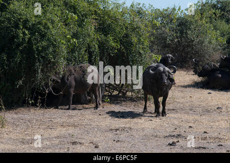 Afrikanischer Büffel (Syncerus Caffer) zwei Erwachsene Männer, quer verfolgen in Savanne, South Luangwa N. P., Sambia. Buffalo Camp Stockfoto