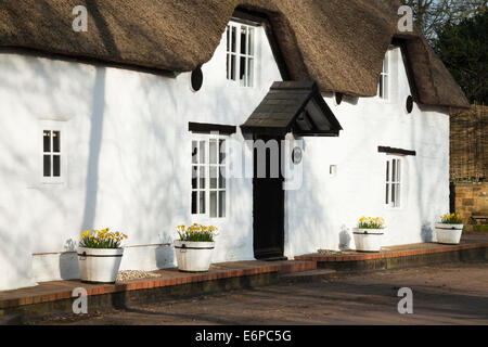 Eine traditionelle weiß getünchten Reetdachhaus mit Wannen von hellen gelben Narzissen außerhalb in Winwick, Northamptonshire, England Stockfoto