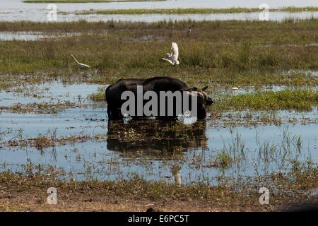 Afrikanischer Büffel (Syncerus Caffer) zwei Erwachsene Männer, quer verfolgen in Savanne, South Luangwa N. P., Sambia. Buffalo Camp Stockfoto