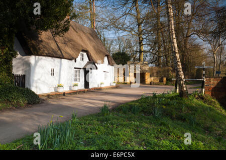 Narzissen erhellen die winzigen und malerischen Dorf von Winwick in Northamptonshire an einem Frühling Nachmittag. Stockfoto