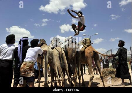 Sanaa, Jemen. 28. August 2014. Ein jemenitischer Mann springt über Kamele während der einwöchigen Sanaa Sommerfest in Sanaa, Jemen, am 28. August 2014. Jemen startete das siebte Sanaa-Sommerfest in der Hauptstadt Sanaa um den Tourismus in dem arabischen Land zu erholen, die politischen Unruhen und tödliche Konflikte seit 2011 gesehen hat. Bildnachweis: Mohammed Mohammed/Xinhua/Alamy Live-Nachrichten Stockfoto