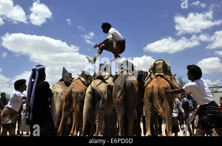 Sanaa, Jemen. 28. August 2014. Ein jemenitischer Mann springt über Kamele während der einwöchigen Sanaa Sommerfest in Sanaa, Jemen, am 28. August 2014. Jemen startete das siebte Sanaa-Sommerfest in der Hauptstadt Sanaa um den Tourismus in dem arabischen Land zu erholen, die politischen Unruhen und tödliche Konflikte seit 2011 gesehen hat. Bildnachweis: Mohammed Mohammed/Xinhua/Alamy Live-Nachrichten Stockfoto