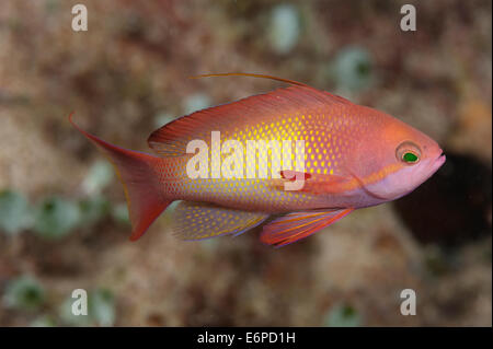 Fischart Anthias männlich auf den Malediven, Indischer Ozean Stockfoto