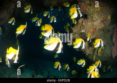 Schule von Masked Bannerfish auf den Malediven, Indischer Ozean Stockfoto