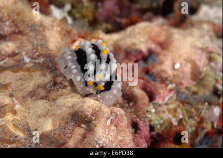 Nacktschnecke Phyllida Coelestis in Malediven, Indischer Ozean Stockfoto