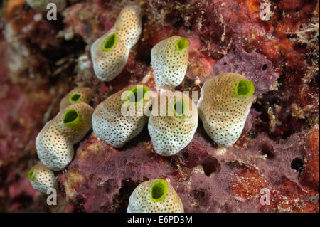 Ascidian auf den Malediven, Indischer Ozean Stockfoto