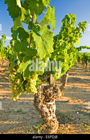 Trauben wachsen auf einem Weinstock in der Languedoc-Roussillon Region Süd-West-Frankreich. Stockfoto