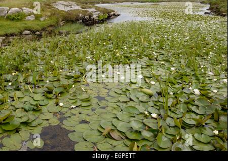 Weiße Seerosen gedeihen am Rande der Süßwasser Tümpeln von South Uist, Schottland Stockfoto