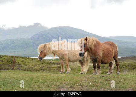 Zwei seltene wilde Eriskay Ponys wandern die schottische Landschaft auf einem Nebelhaften, bewölkten Tag auf South Uist, Schottland Stockfoto