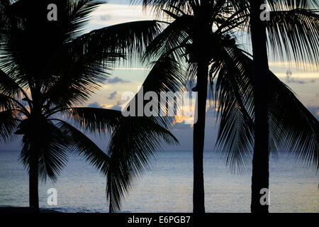 Kokospalmen, Cocos Nucifera, Silhouette gegen das Karibische Meer in der Abenddämmerung. Stockfoto