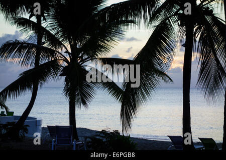 Kokospalmen, Cocos Nucifera, Silhouette gegen das Karibische Meer in der Abenddämmerung. Stockfoto