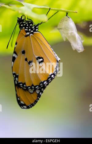 Ein Plain Tiger Schmetterling (Danaus Wachen) bläst seine Flügel nach dem Austritt aus der Puppe. Stockfoto