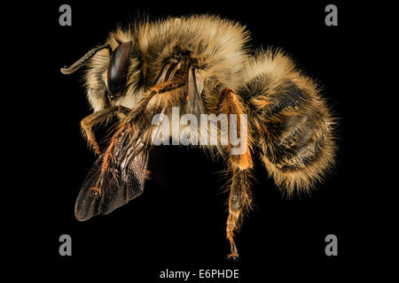 Anthophora Plumipes, M, Seite, MD, PG County 2014-04-17-124718 ZS PMax 14743815865 o das Männchen eines relativ neuen eingeführt Spec Stockfoto