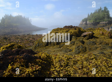 Blacks Harbour, New Brunswick, Kanada Stockfoto