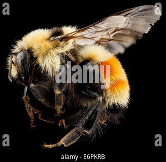 Bombus Huntii, M, Seite, Pennington County, SD 2012-11-14-154121 ZS PMax 8254457543 o Badlands Nationalpark, South Dakota, Hinweis die ausgefranste Kanten an den Flügel... Dies ist ein Alter Arbeiter, die für eine Weile wird es schließlich nicht mehr Nektar gesammelt hat Stockfoto