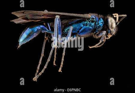 Eine weibliche Chalybion californicum Schlammwespe, gefangen im PG County, Maryland. Diese Art ist bekannt für ihren schillernden blauen Körper und ihre Rolle im Ökosystem als einsame Wespe. Stockfoto