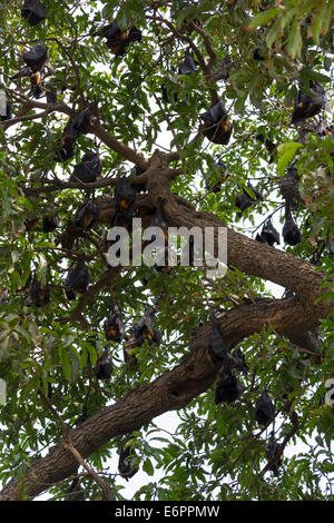 Hunderte von Flughunden, auch genannt Fledermaeuse, Schlafplatz in einem großen Baum am See in Udaipur, Rajasthan, Indien Stockfoto