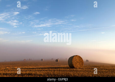 Strohballen und frühen Morgennebel auf Ebsbury Hügel in der Nähe von Stapleford in Wiltshire, England. Stockfoto