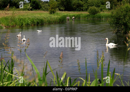 Der Fluss Wylye nahe Dorf des großen Wishford in Wiltshire, England. Stockfoto