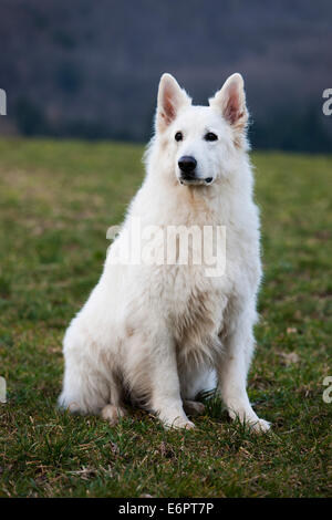 Weißer Schweizer Schäferhund, Männlich, Österreich Stockfoto