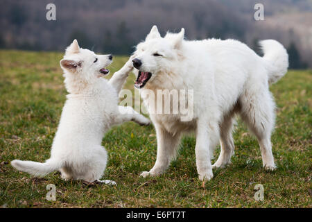 Weiße Schäferhunde, Welpen und männlich spielen, Österreich Stockfoto