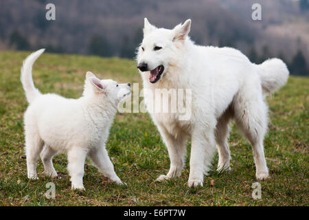 Weiße Schäferhunde, Welpen und männlich spielen, Österreich Stockfoto