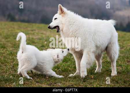 Weiße Schäferhunde, Welpen und männlich spielen, Österreich Stockfoto