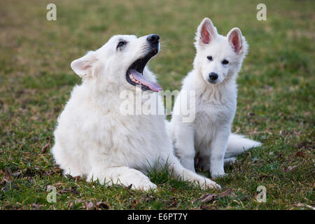 Weiße Schäferhunde, männlich und Puppy, Österreich Stockfoto