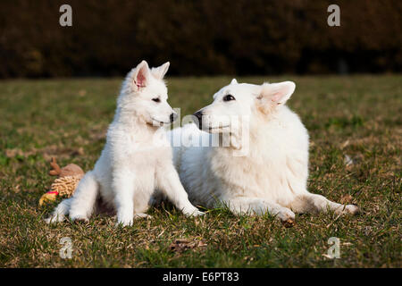 Weiße Schäferhunde, Welpen und männlich, Österreich Stockfoto