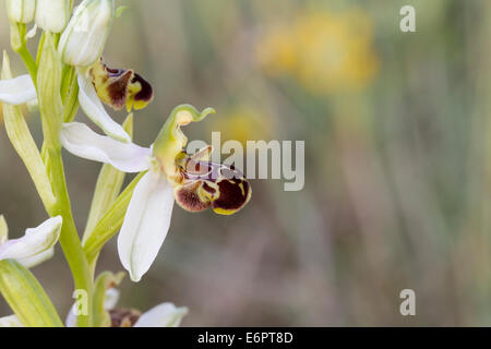 Biene Orchidee Bienenragwurz Ophrys Apifera Blüte Stockfoto