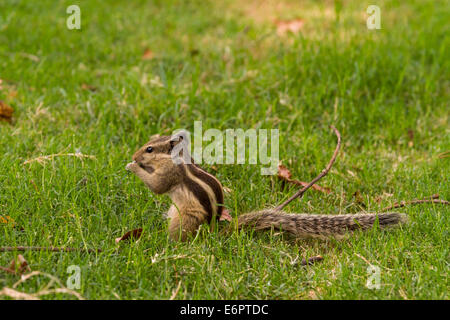 Ein niedliches Nördlichen palm Squirrel, genannt auch fünf-gestreiften Palm Eichhörnchen, Fütterung auf Nüsse in Lodi Gärten in Delhi, Indien Stockfoto