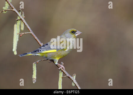 Grünfink (Zuchtjahr Chloris) thront auf einer blühenden Zweig Hasel (Corylus Avellana), North Rhine-Westphalia, Germany Stockfoto
