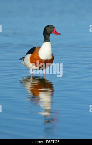 Brandgans (Tadorna Tadorna) alert, Drake, Männlich Wagejot Naturschutzgebiet, Texel, West friesischen Inseln, Provinz Nord-Holland Stockfoto