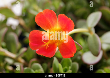 Moosrose Portulak (Portulaca Grandiflora), Garten Pflanzen, Bayern, Deutschland Stockfoto