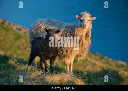 Schaf und Lamm, Mykines, Färöer, Dänemark Stockfoto