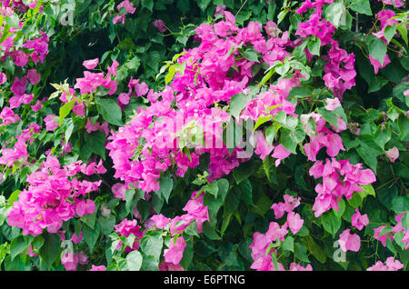 Geringerer Bougainvillea oder Papierblume (Bougainvillea Glabra), Blumen, Ko Samui, Thailand Stockfoto