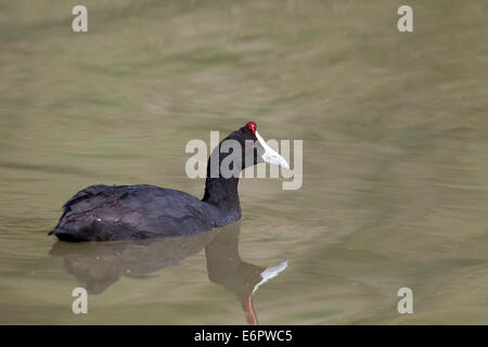 Crested Coot Fulica Cristata Kammblässhuhn Red-genoppten Coot blaesshuhn Stockfoto