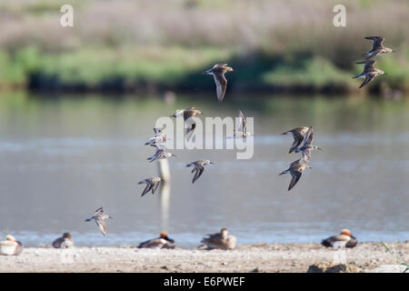 Alpenstrandläufer Calidris Alpina Calidris Ferruginea Sichelstrandläufer Stockfoto