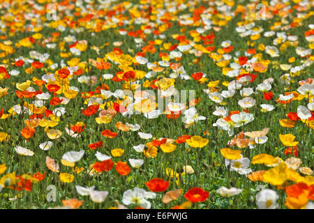 Mohnfeld Stockfoto