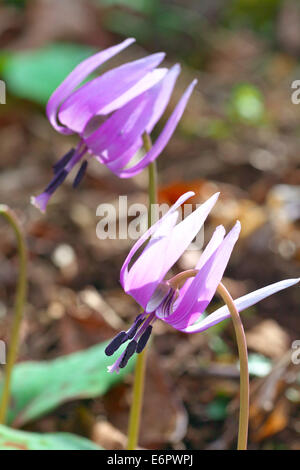 Japanischer Hund Zahn violett Stockfoto