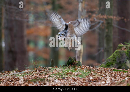 Bubo Virginianus große gehörnte Eule Virginia Uhu Stockfoto