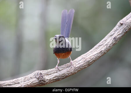 Orientalische Magpie Robin Stockfoto