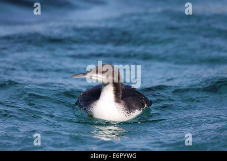 Black-Throated Loon Stockfoto