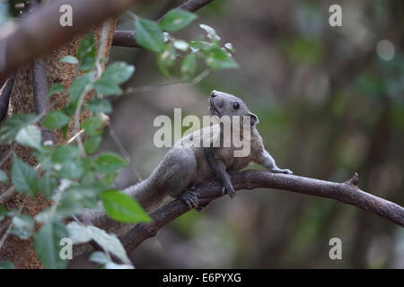 Grau-Bellied Eichhörnchen Stockfoto