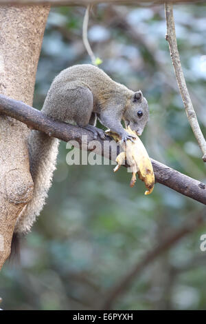 Grau-Bellied Eichhörnchen Stockfoto