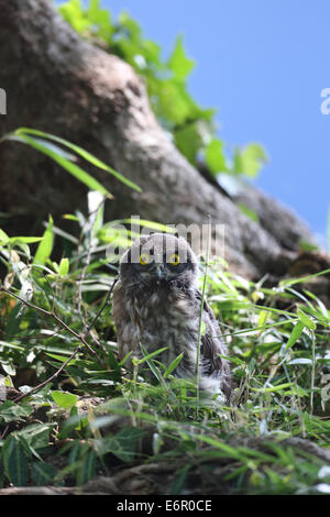 Braune Sperbereule Stockfoto